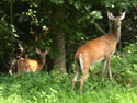 Momma Deer and Baby