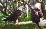 Bald Eagles