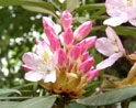 June Rhododendron