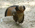 Ruffled Grouse