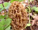 Edible Morels