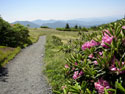 Roan Mountain